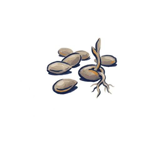 Pictogram of seeds beginning to root, representing the dormant origins of IBS.